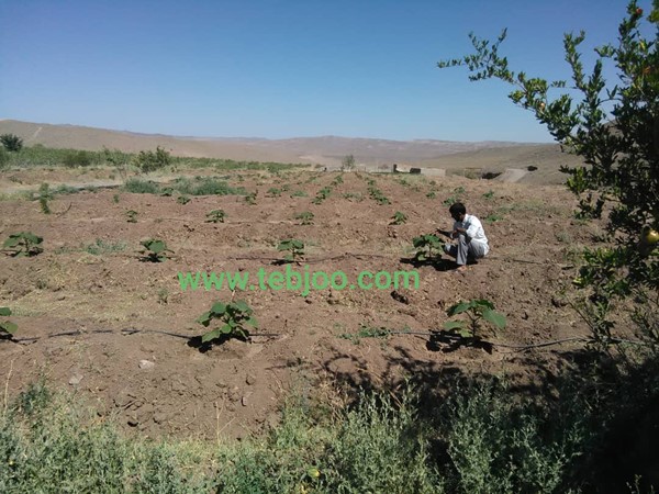 Paulownia hybrid Iran پالونیا هیبرید طب جو نهال پائولونیا هیبریدی انواع نهال پالونیا درخت پالونیا هیبرید پالونیا کرمان پالونیا رفسنجان نهال پالونیا هیبرید پالونیا شیراز پالونیا هیبریدی
